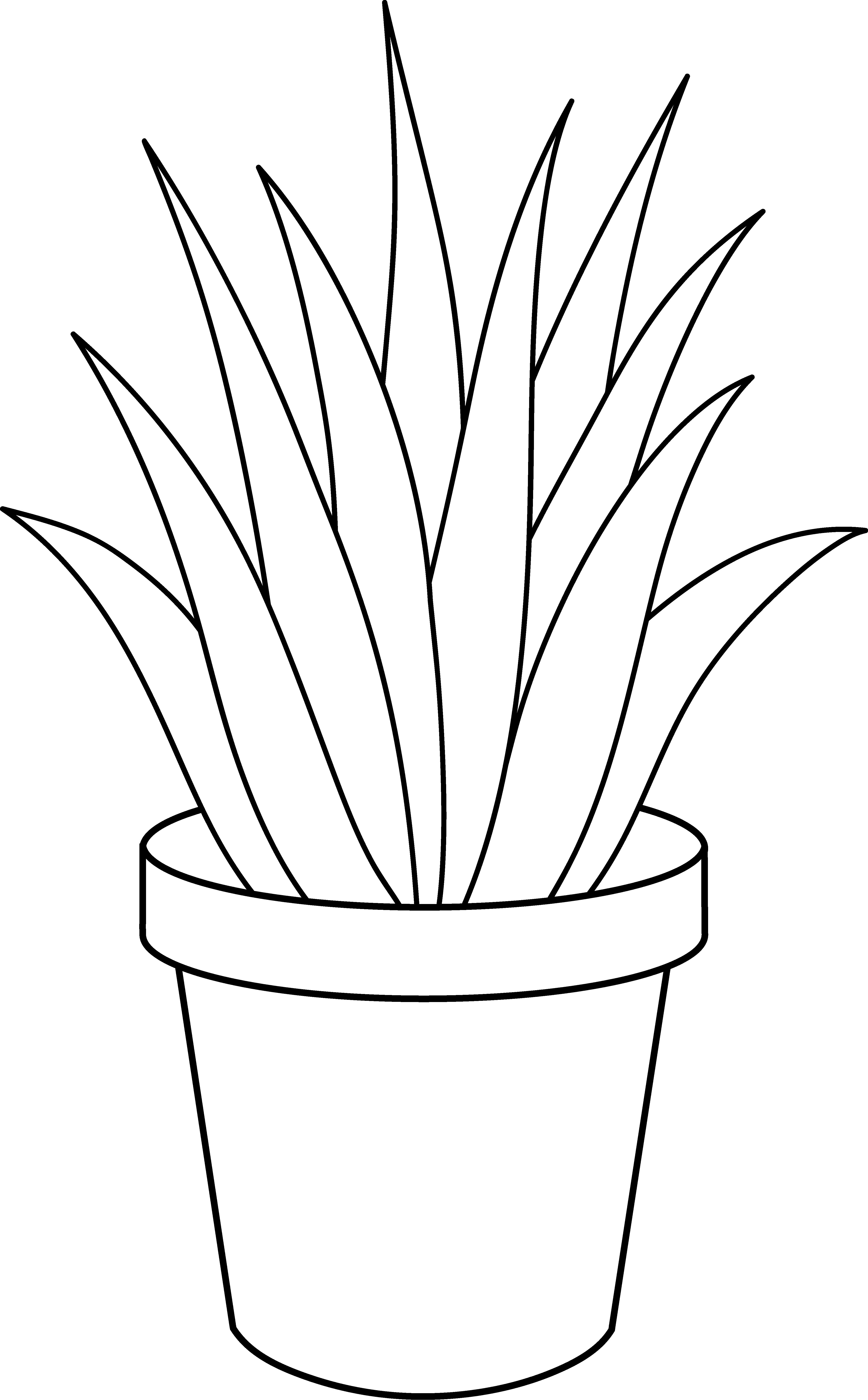 Black And White Plants - Aloe Vera Pencil Drawing Leaf (4321x6969)