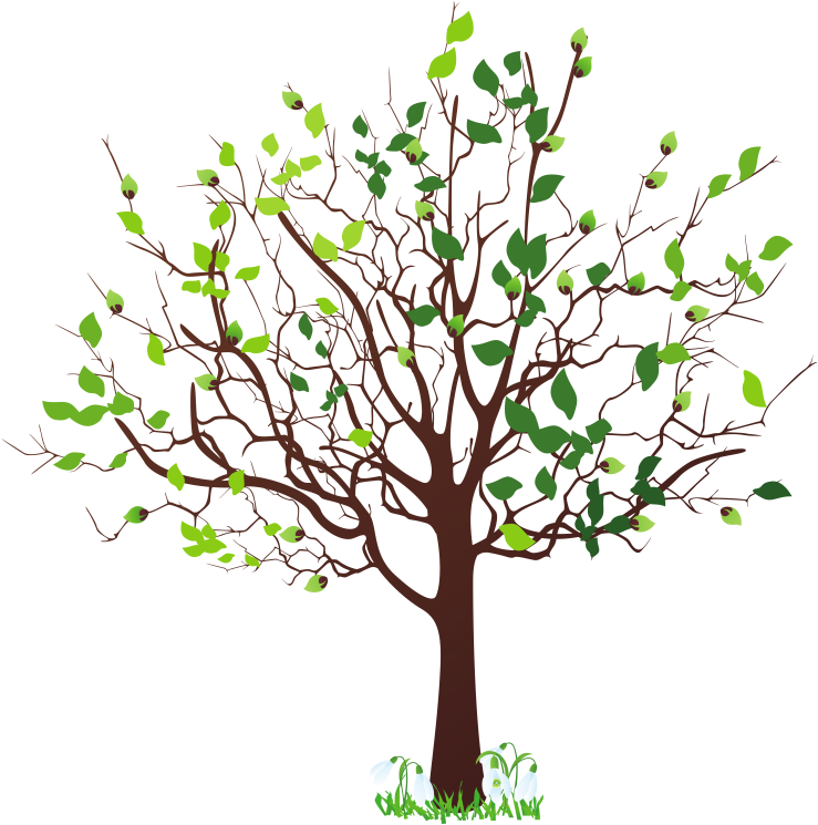Pin Free Family Tree Clipart - Tree Clip Art Png (781x800)