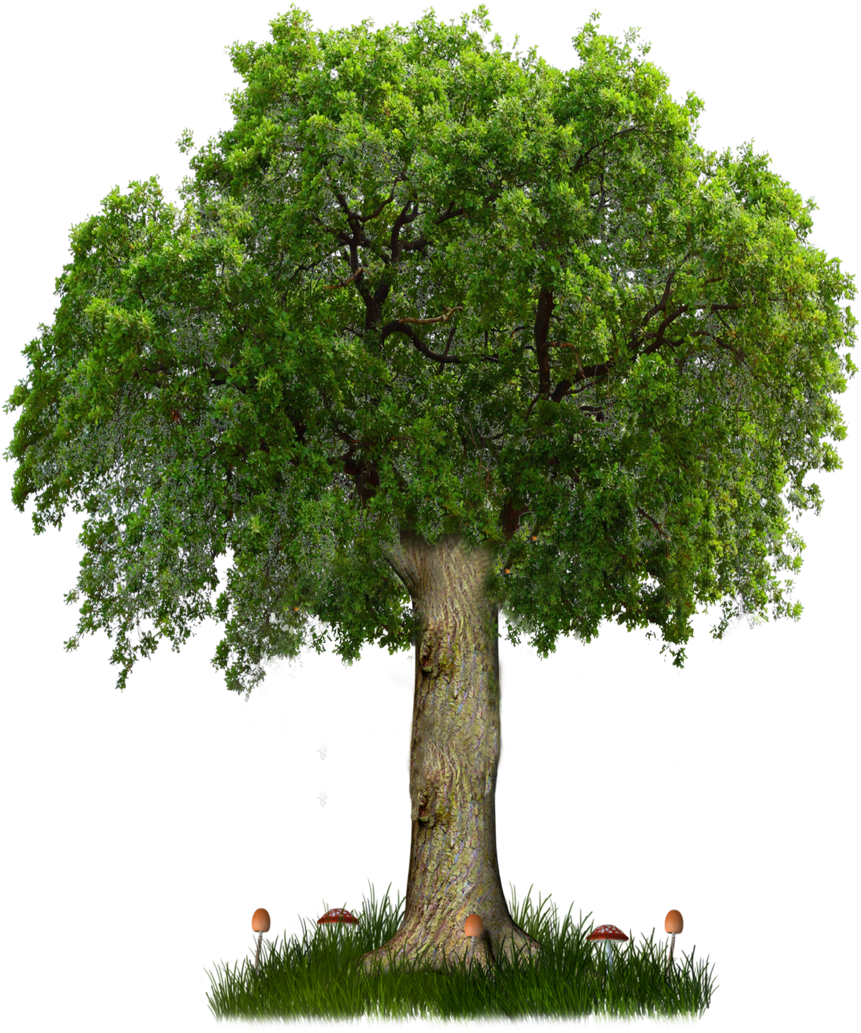 Png Tree 8 By Paradise234 D5hfi67 Image - All Png Tree (900x1125)