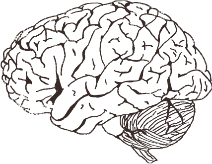 Created With Raphaël - Shape Of A Brain (440x339)