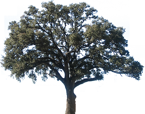 Canyon Oak - Mexican Pinyon (500x394)