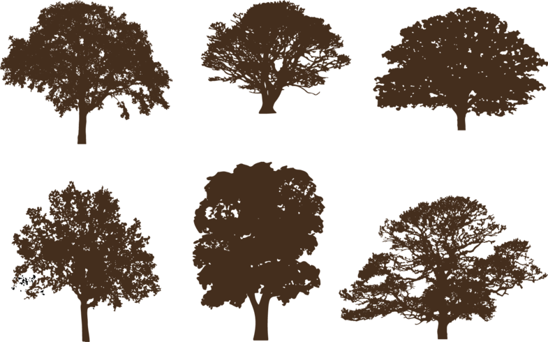 Oak Tree Silhouettes - Oak (785x490)