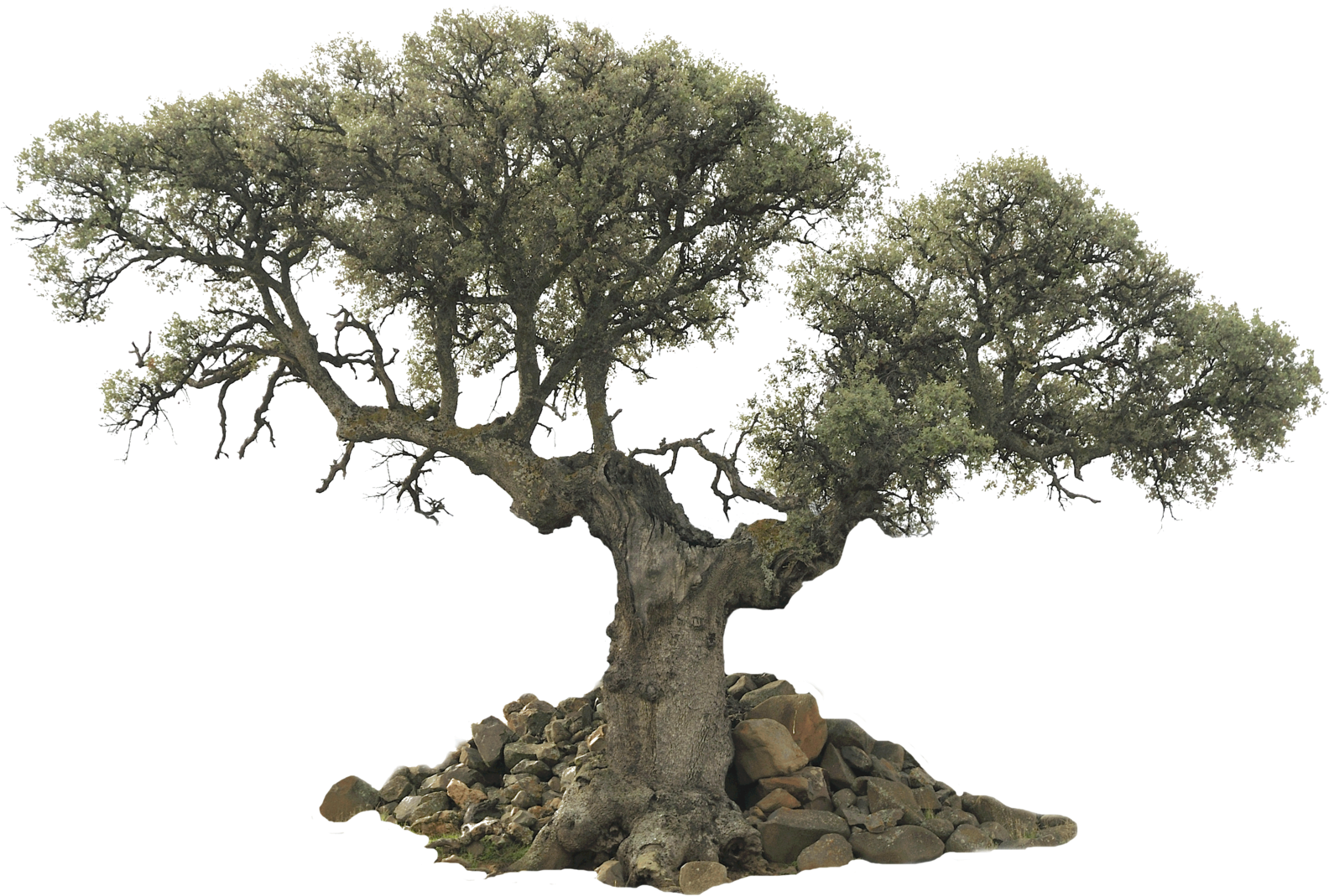 Unusual Tree Png By Evelivesey - Happy Anniversary Scrapbook [book] (1600x1139)