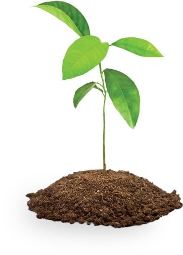 Four Tree Saplings - Growing Up: How To Be A Disciple (834x606)