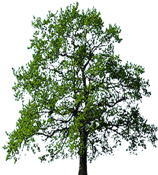Oak Trees (350x350)