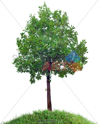 Stock Photo Of Small Oak Tree On Grassy Hill Against - Trees Bushes (340x430)