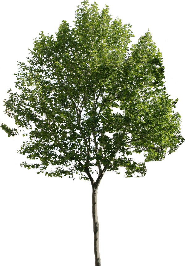 Pine Trees Png - Tree Png For Architect (600x862)