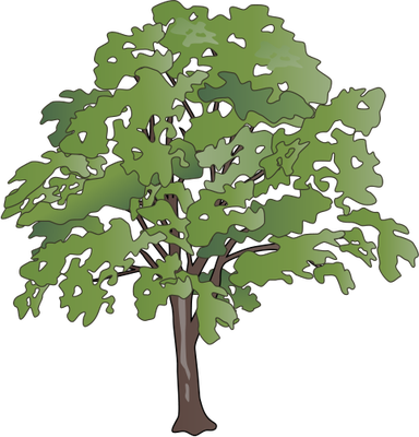 Oak Tree Vector Illustration - Transparent Background Tree Png (384x400)
