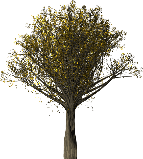 Tree, Oak, Oak Tree, Quercus, Fall Leaves, Fall Colors - Chêne Png (578x640)