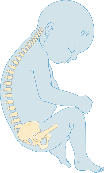 Newborn Skeleton - Sitting (412x680)