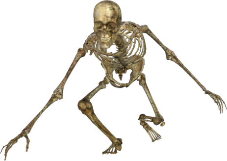Skeleton-049 - Skeleton Png (463x328)