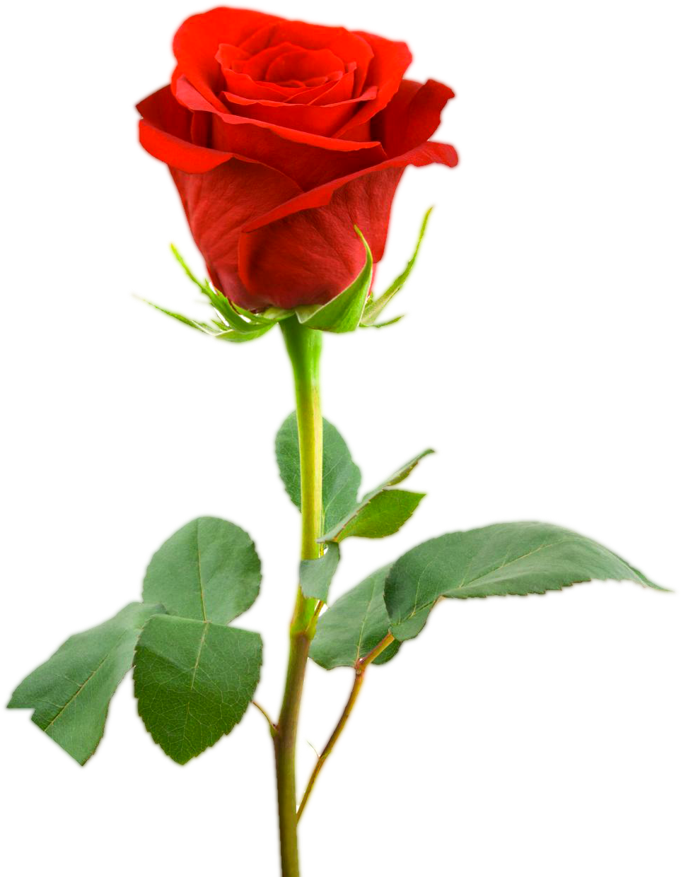 Love Gift Three Rose Png Collection - Legend Of The Rose (1000x1319)