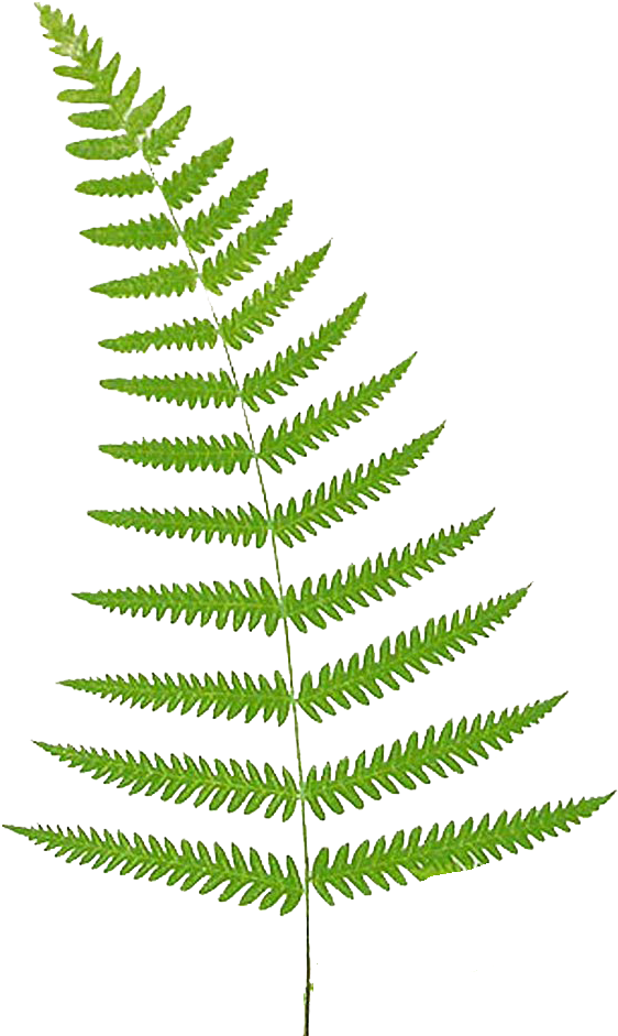 Fern Leaf Clip Art Fern Clip Art Remove - Ferns Clip Art (575x948)