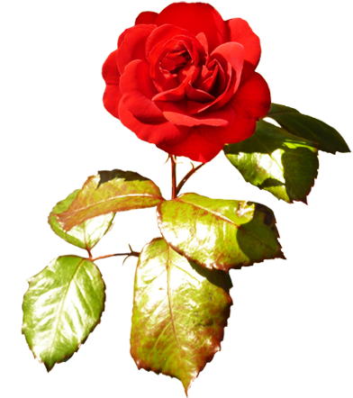 Red Red Valentine Rose - Valentine Rose Png (413x462)