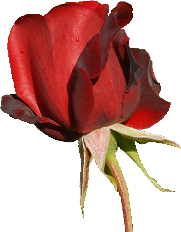 Red Rose Png By Vixen1978 - Rose (456x500)