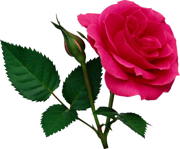 Pink Rose Png File - Rose Png File (600x497)