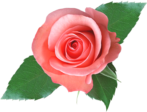 Rozen - Silk Rose Body Lotion,350g (500x500)