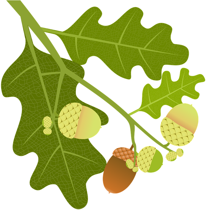 Oak, Acorns, Branch, Leaves, Nature, Tree, Tree Fruit - Oak (720x720)