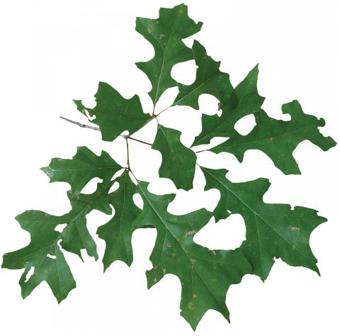 Nuttall Oak - Louisiana State Arboretum (480x474)