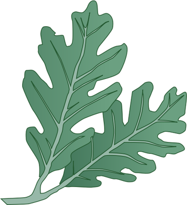 Ian Symbol Quercus Alba Leaves - White Oak Leaves (364x400)