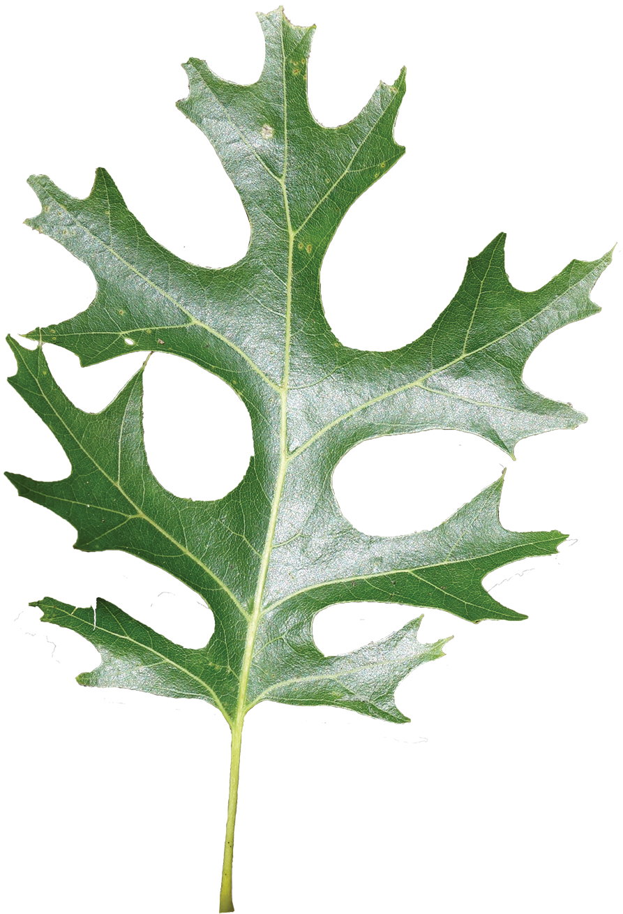 Simple - Shumard Red Oak Leaf (900x1342)