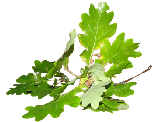 On Our Site You Can Buy A Holder For Sand Scoop "corsair" - Feuille De Chene Png (500x402)