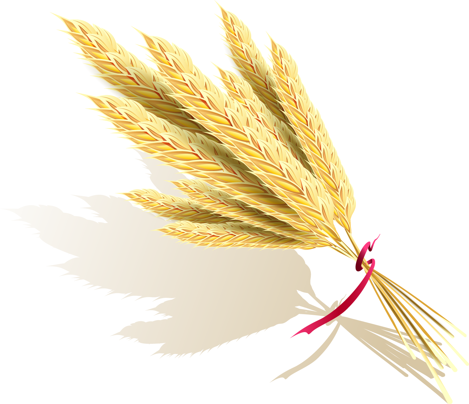 Download Png - Rice (1518x1309)