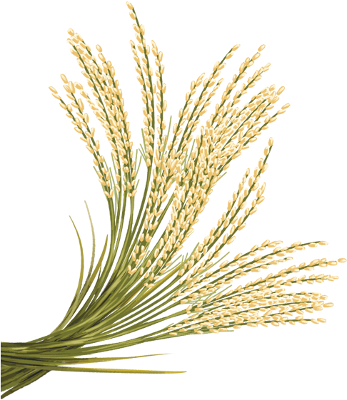 Rice Grain Png - Single Paddy Plant Hd Png (600x600)