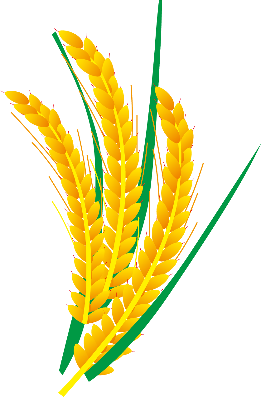 Rice Euclidean Vector Computer File - Vector Graphics (1069x1275)