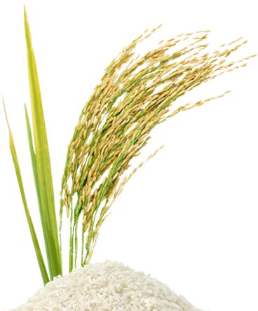 Rice Grain Vector Png Rice Stalk Png - Perfume (378x468)