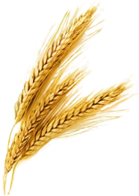 Je Rice Grain Vector Png - Wheat Png (400x385)