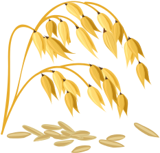 Rice Grain Vector Png - Cereals Vector (550x388)