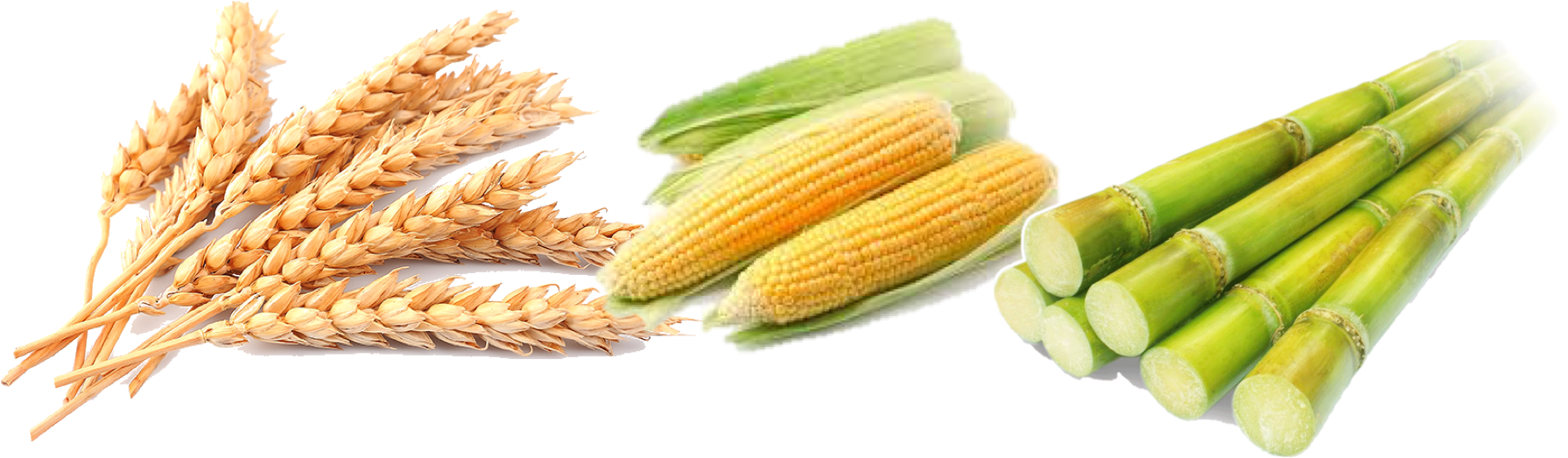Wheat Corn Rice Barley Millet Flat Design Vector - Wheat Maize (1833x576)