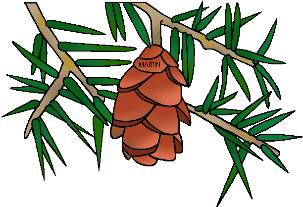 Pennsylvania State Tree Hemlock - Hemlock Clipart (648x450)