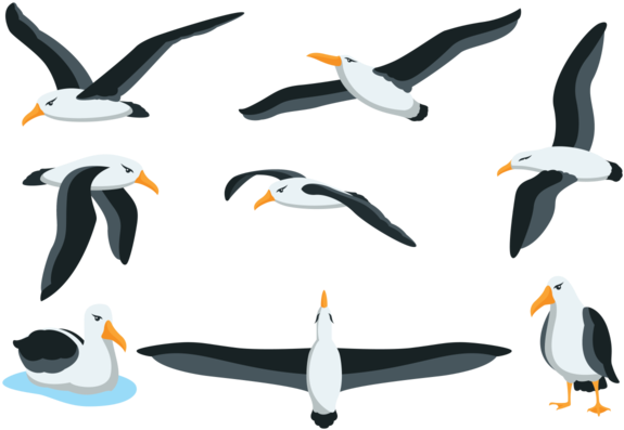 Albatross Clipart Beach - Albatros Png (700x490)