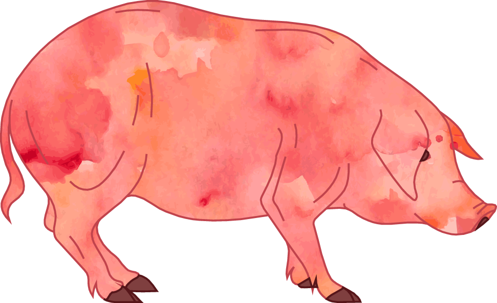 Pig Cartoon Clip Art - Watercolor Pig Transparent (971x592)