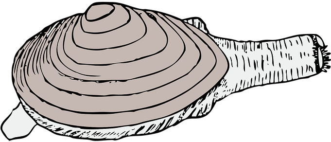 Clam Living Shell Mollusk Seashell Sea Lif - Razor Clam Clip Art (1280x640)