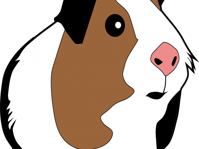 Guinea Pig Clipart Svg - Transparent Background Guinea Pig Clipart (640x480)