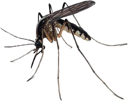 Drawn Mosquito Translucent - Mosquito Png (426x346)