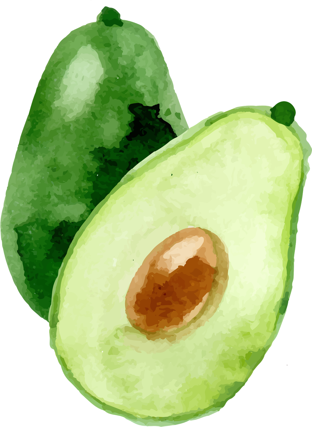Avocado Watercolor Painting - Avocado Watercolor Painting (1131x1600)