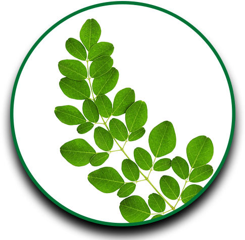 Herbs Clipart Dahon - Moringa Tea - Pure Moringa Oleifera, 50 Tea Bags, Enjoy (500x500)