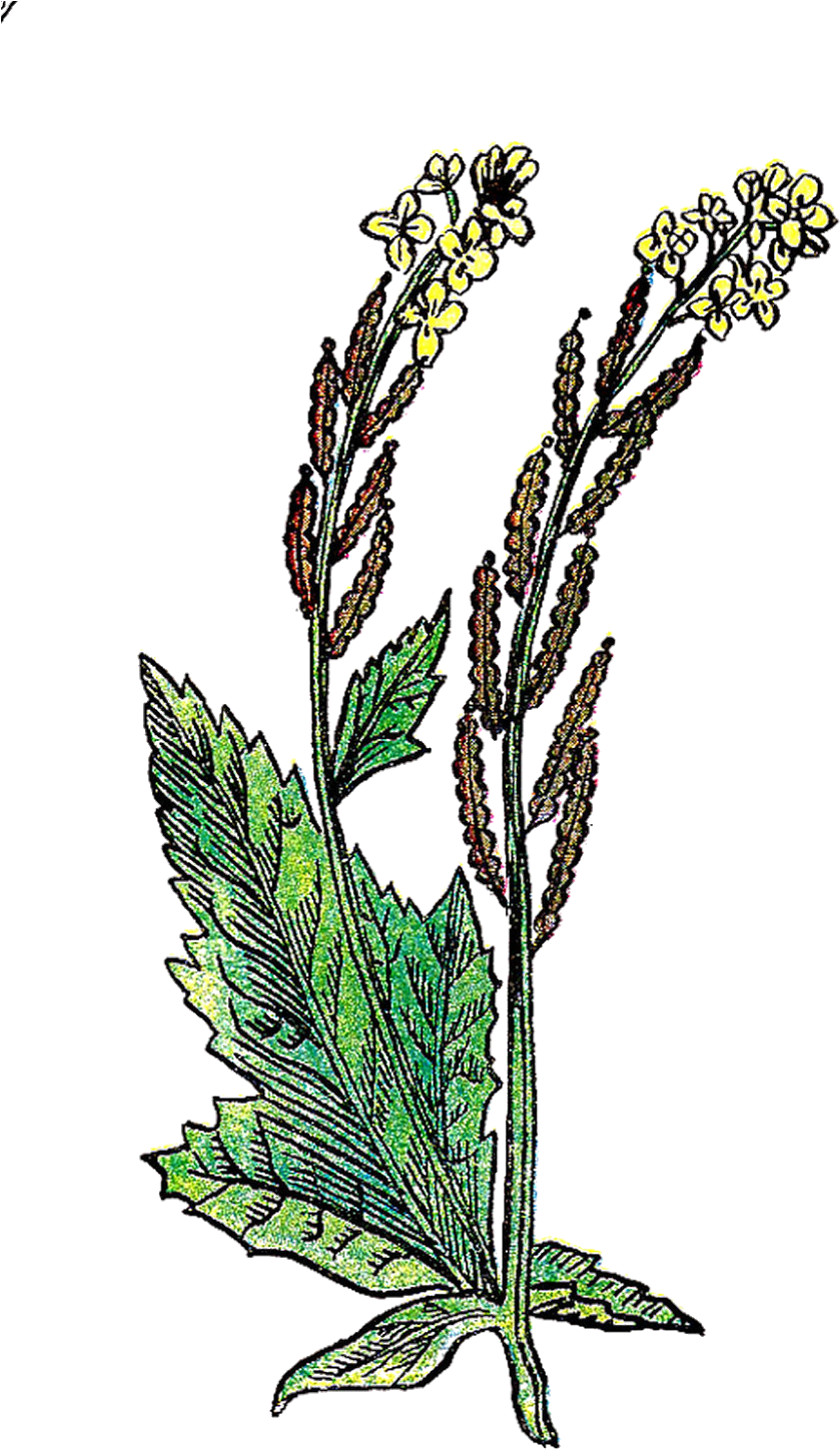 This Is A Wonderful, Vintage Herb Graphic Of The Mustard - Clip Art (965x1600)