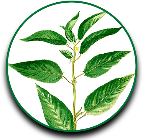 Herbs Clipart Dahon - Steps Of Jute Cultivation (500x500)