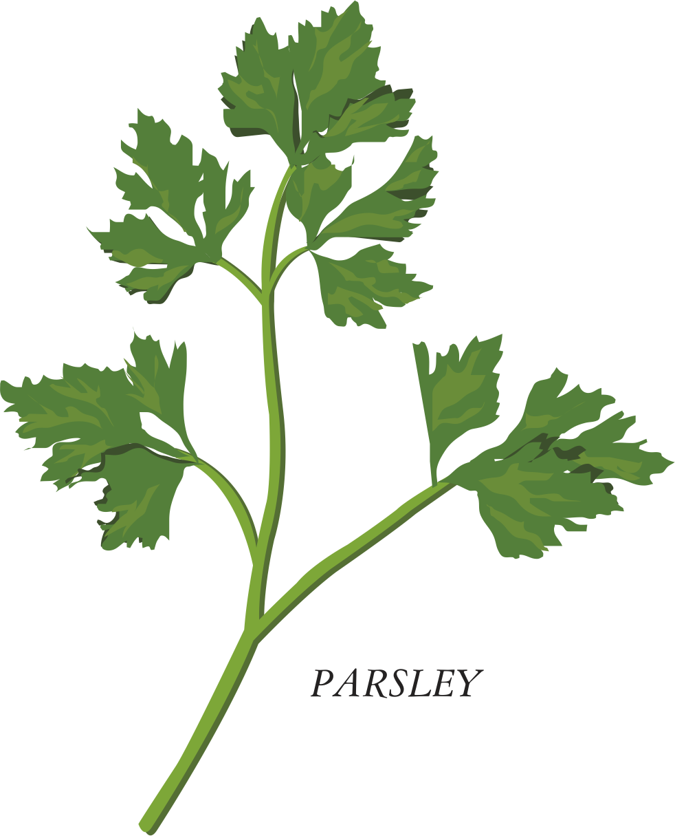 Herb Parsley Clip Art - Herb Parsley Clip Art (982x1215)