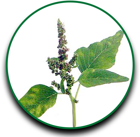 Herbs Clipart Dahon - Ocimum Tenuiflorum (500x500)