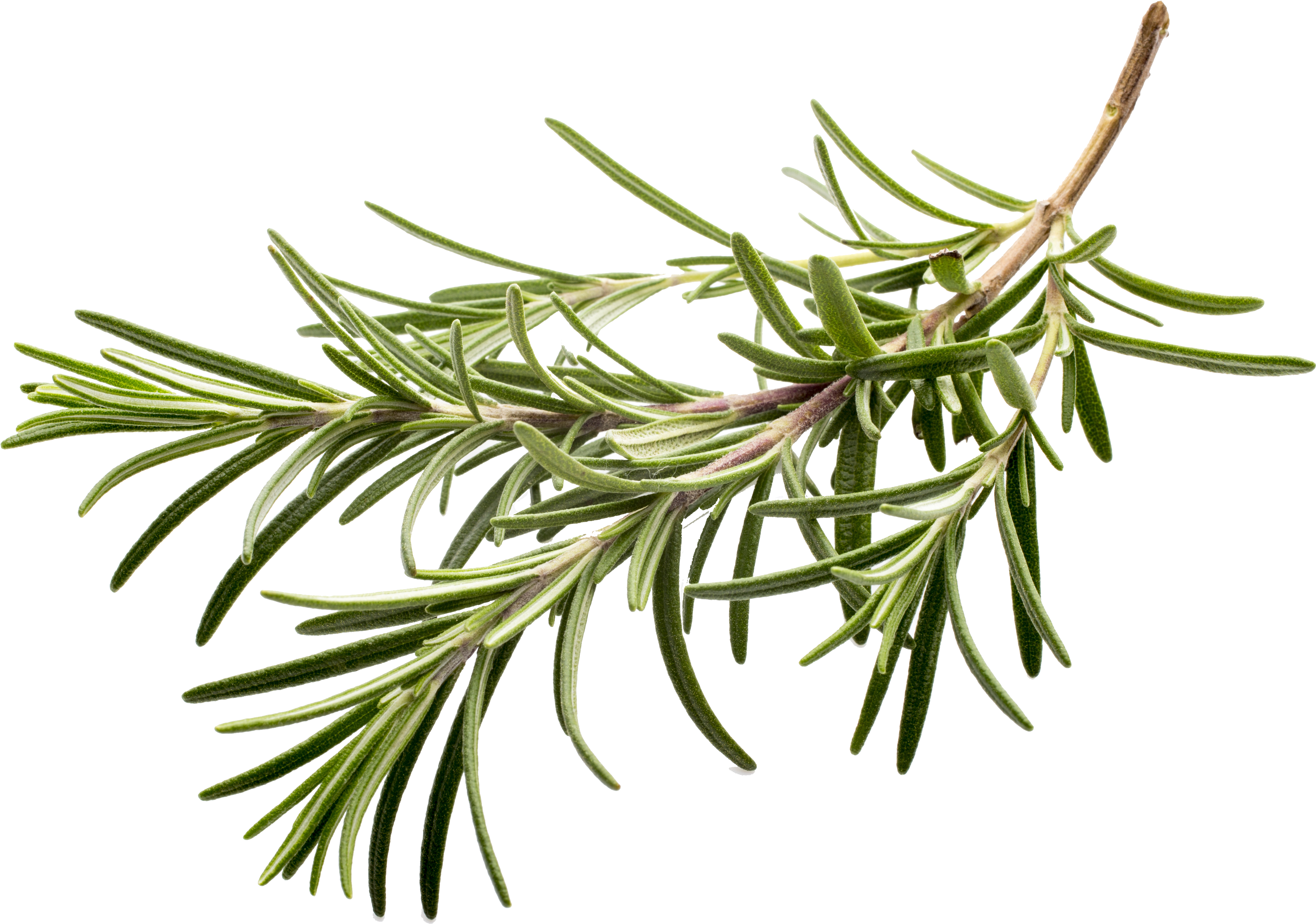 Herb Spice Rosemary Flavor Clip Art - Rosemary Png (5472x3648)