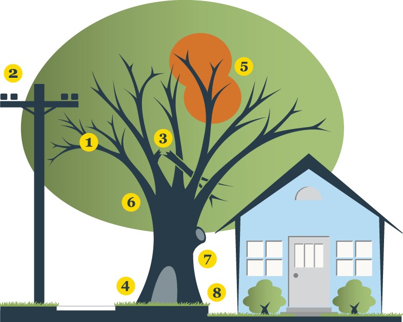 How To Hire An Arborist - Illustration (786x629)