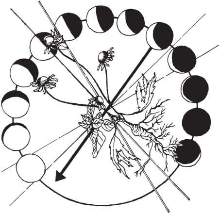 Thyme Herbal Medicine Wheel - Icon Design (450x450)