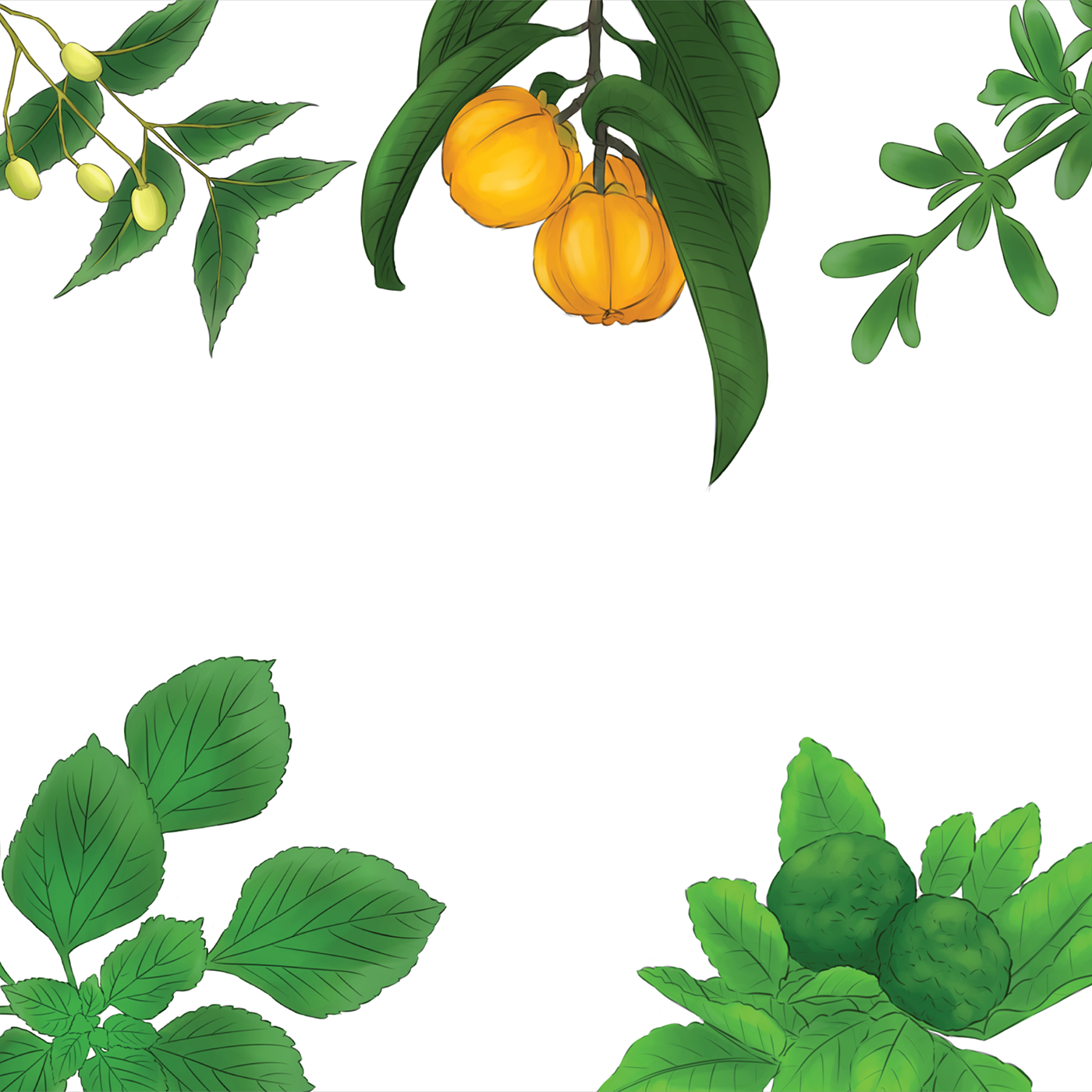 Herb Botanical Plant Illustration - Herb Botanical Plant Illustration (1400x1400)