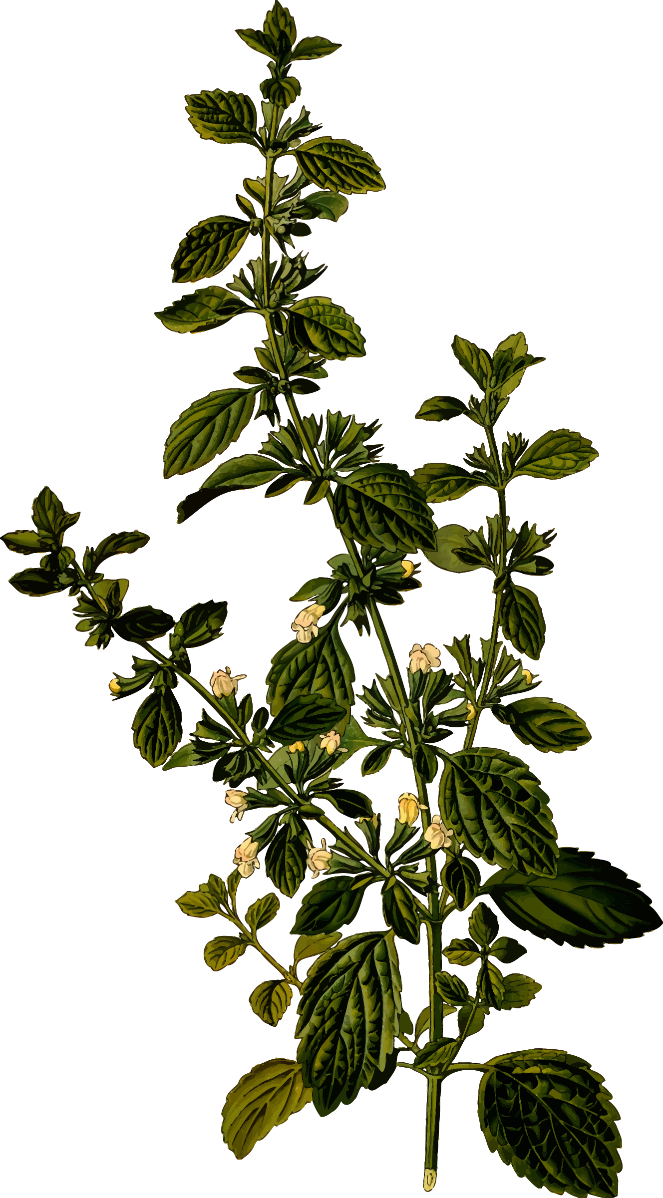 Big Image - Lemon Balm (1328x2400)